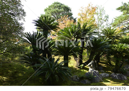 桂離宮　外腰掛　蘇鉄 79476670