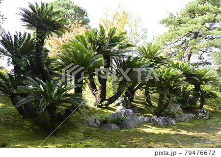 桂離宮 外腰掛 蘇鉄 桂離宮 外腰掛 蘇鉄 79476672