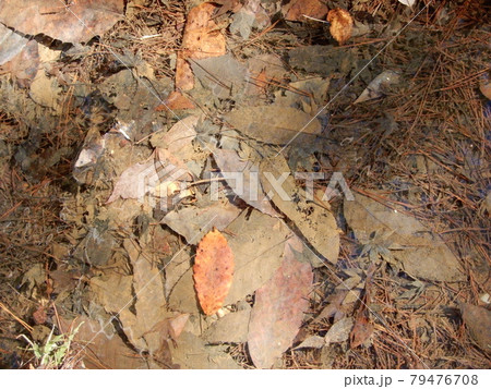 落ち葉 落ち葉 79476708