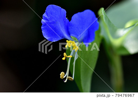 鮮やかな青い色が一際目を引く 朝に咲き昼には萎む儚いツユクサの花の写真素材