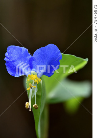 鮮やかな青い色が一際目を引く 朝に咲き昼には萎む儚いツユクサの花の写真素材
