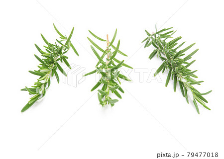Rosemary sprig flowering isolated on white background. Aromatic evergreen shrub 79477018