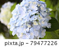 紫陽花 79477226