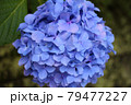 紫陽花 79477227