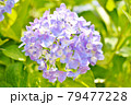 紫陽花 79477228