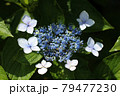 紫陽花 79477230