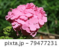紫陽花 79477231