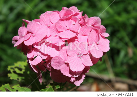 紫陽花 79477231