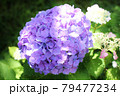 紫陽花 79477234