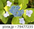 紫陽花 79477235