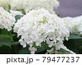 紫陽花 79477237