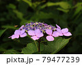 紫陽花 79477239