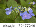 紫陽花 79477240