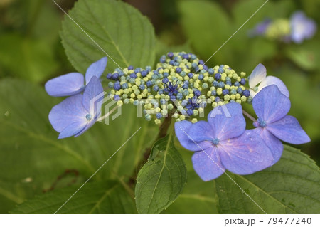 紫陽花 79477240