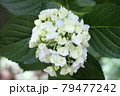 紫陽花 79477242