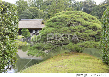 桂離宮 住吉の松 桂離宮 住吉の松 79477390