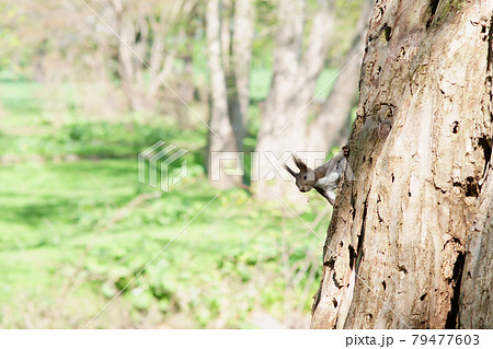 木に登り周りを警戒する春の朝のエゾリス 木に登り周りを警戒する春の朝のエゾリス 79477603