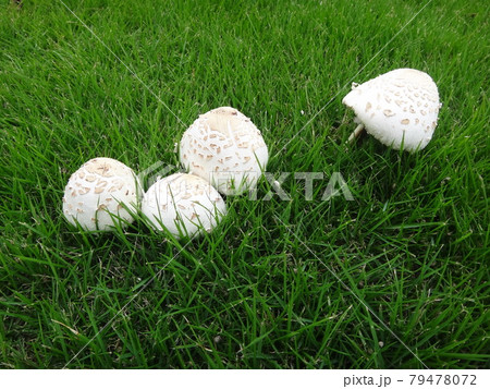 芝生に白いキノコ 芝生に白いキノコ 79478072
