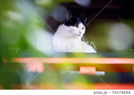 神社での野良猫 神社での野良猫 79478698