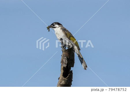 鳥 野鳥 バーディー 79478752