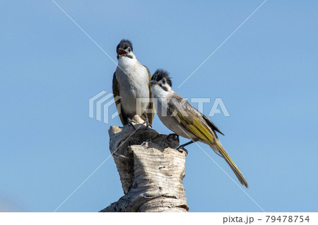 鳥 野鳥 バーディー 79478754