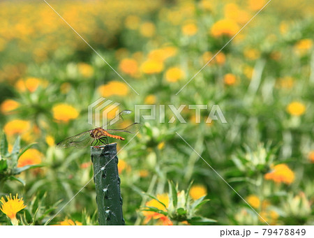 紅花畑とトンボ 79478849