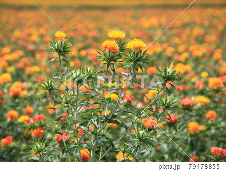 満開の紅花畑 満開の紅花畑 79478855