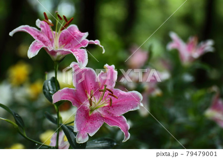 純潔を象徴する花 純潔を象徴する花 79479001