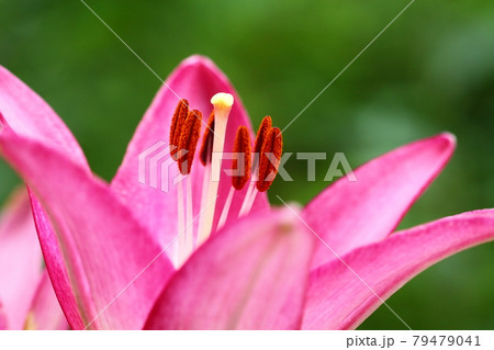 純潔を象徴する花 79479041