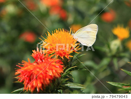 満開の紅花畑とチョウ 満開の紅花畑とチョウ 79479043