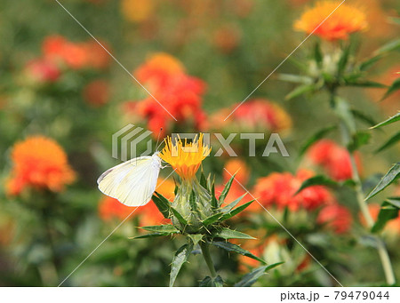 満開の紅花畑とチョウ 満開の紅花畑とチョウ 79479044