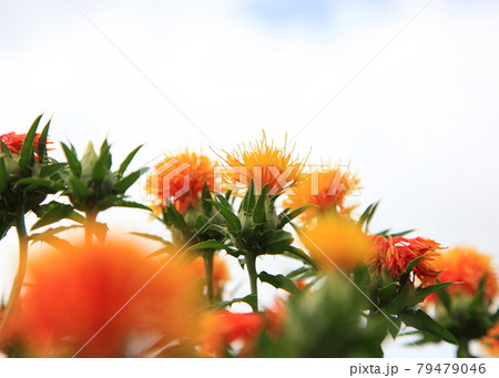 梅雨空と満開の紅花畑 梅雨空と満開の紅花畑 79479046