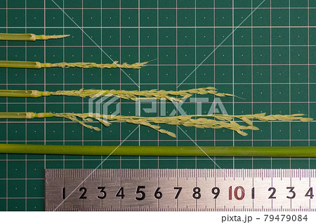 稲の成育状況 稲の成育状況 79479084