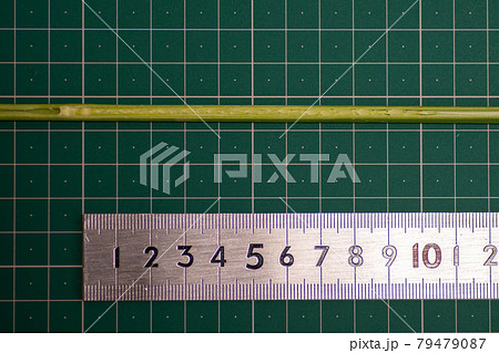 茎の中の稲穂(出穂10日前) 茎の中の稲穂(出穂10日前) 79479087