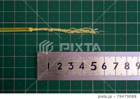 出穂12日前の稲穂 79479088