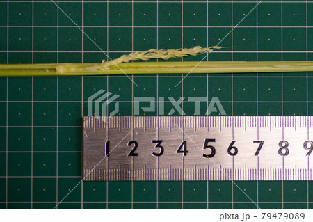 稲穂　出穂12日前 79479089