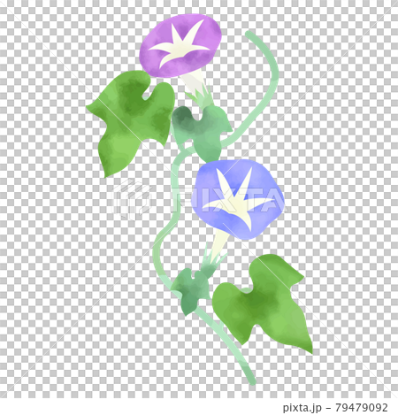 朝顔の水彩風イラスト 白背景 ベクター 切り抜き のイラスト素材