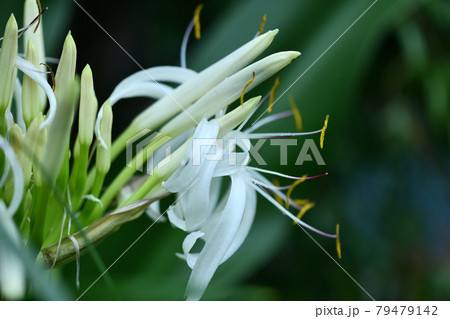 ハマユウの開花 79479142