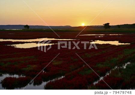 能取湖卯原内珊瑚草群落地に朝日 能取湖卯原内珊瑚草群落地に朝日 79479748