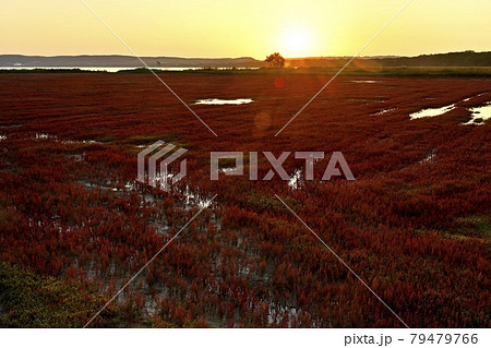 能取湖卯原内珊瑚草群落地に朝日 能取湖卯原内珊瑚草群落地に朝日 79479766