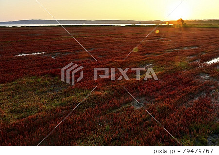能取湖卯原内珊瑚草群落地に朝日 能取湖卯原内珊瑚草群落地に朝日 79479767