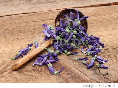 Flowers of dried Wild mallow, lat.  Malva sylvestris. 79479817