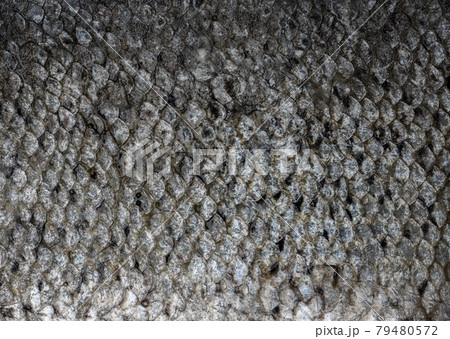 Fish Skin Close Up Structure Background Fish Skin Close Up Structure Background 79480572