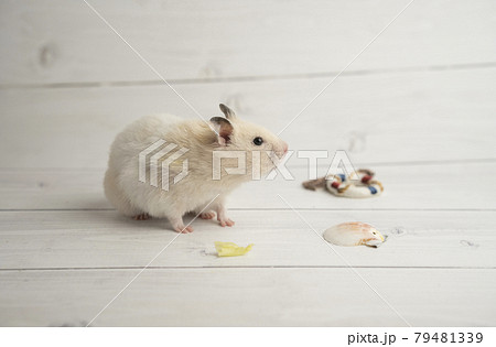 夏の小物とゴールデンハムスターの写真素材