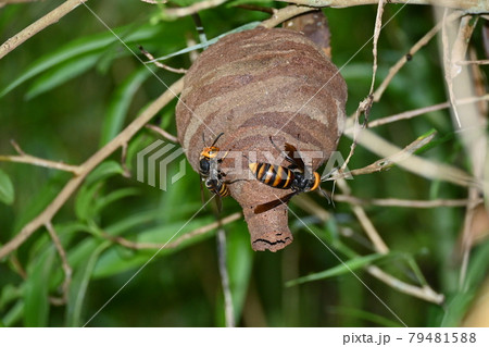 スズメバチの巣 79481588