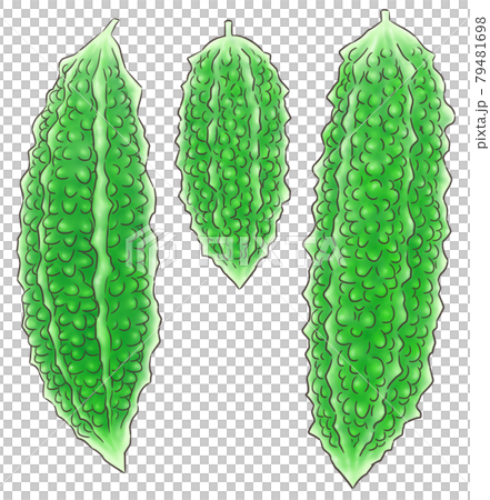 Bitter melon (1 color line) Bitter melon (1 color line) 79481698