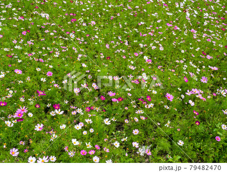 菊 キク 菊の花 79482470