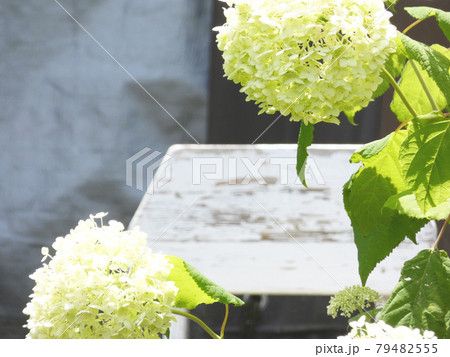 白い紫陽花 79482555