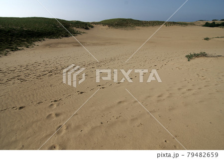 鳥取　四季の散歩　夏　鳥取砂丘 79482659