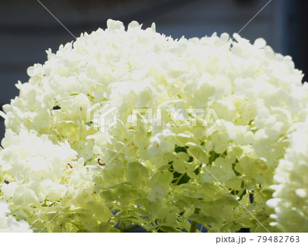 初夏の花:白い紫陽花 初夏の花:白い紫陽花 79482763